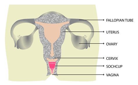 vaginal pictures|Illustration Picture of Medical Anatomy – Vagina .